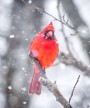 cardinal 红雀 的复数形式是什么