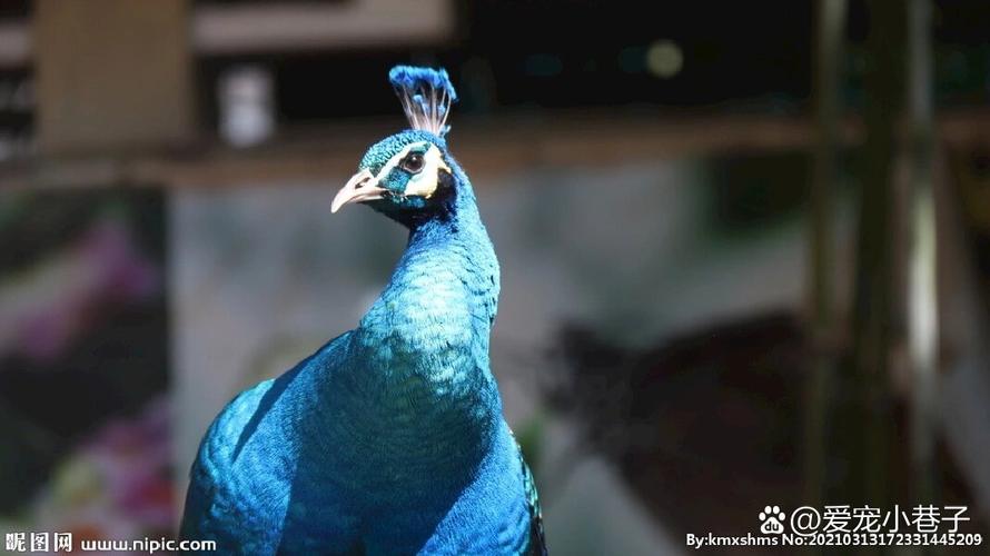 peacock 孔雀 的复数形式是什么