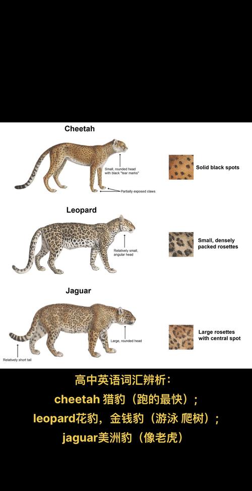 cheetah 猎豹 的复数形式是什么