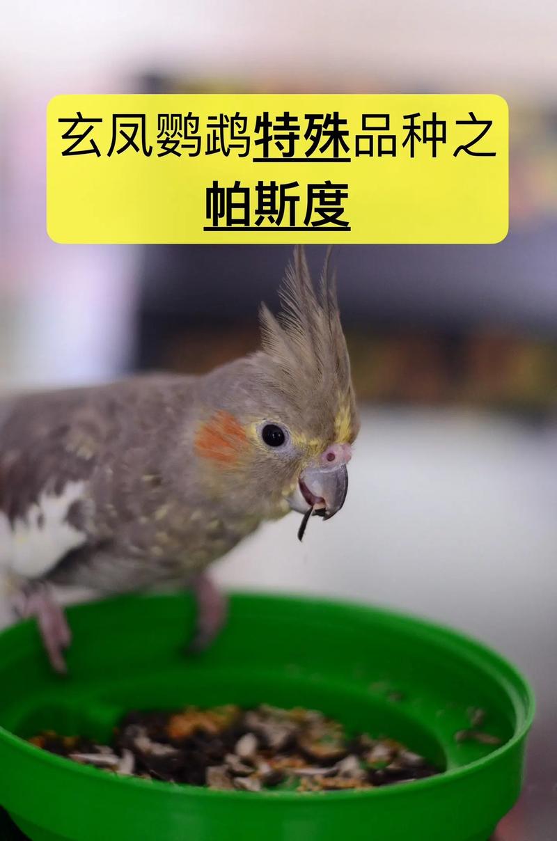 parrot 鹦鹉 的复数形式是什么