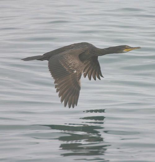 cormorant 鸬鹚 的复数形式是什么