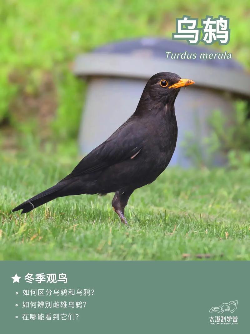 blackbird 乌鸫 的复数形式是什么