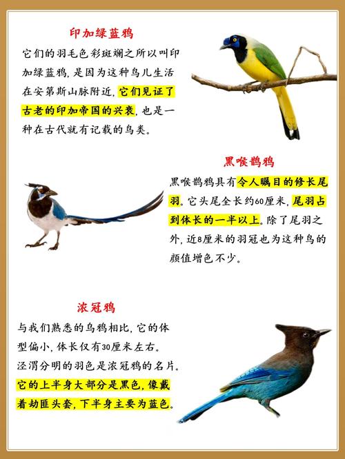 crow 乌鸦 的复数形式是什么