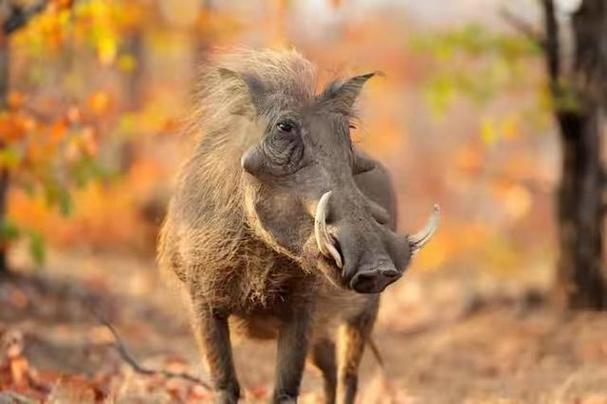 wild boar 野猪 的复数形式是什么