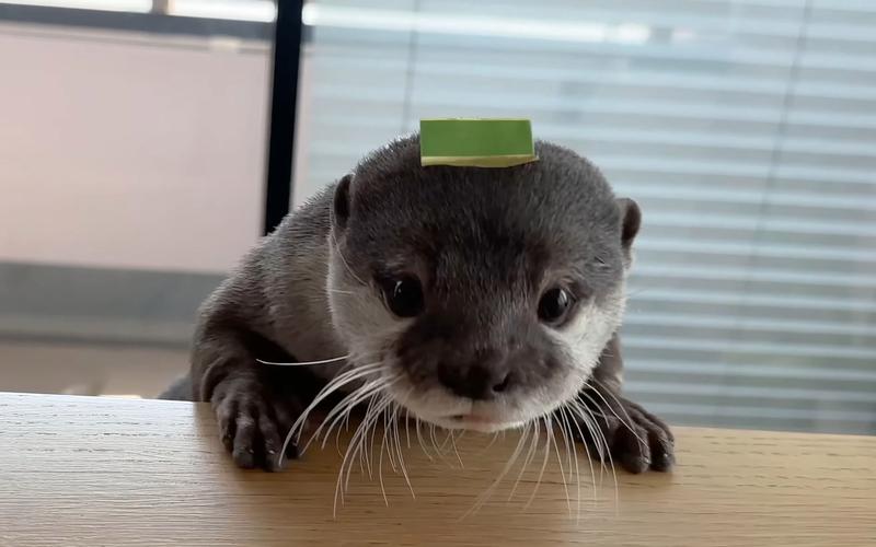 otter 水獭 的复数形式是什么