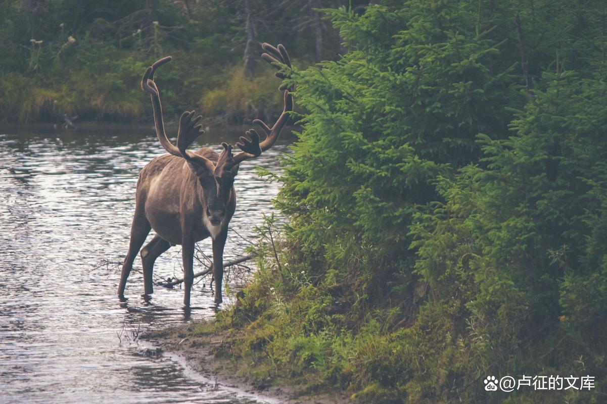 caribou 驯鹿 的复数形式是什么