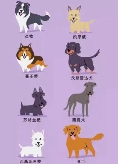 dog 狗 的复数形式是什么