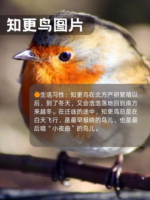 robin 知更鸟 的复数形式是什么