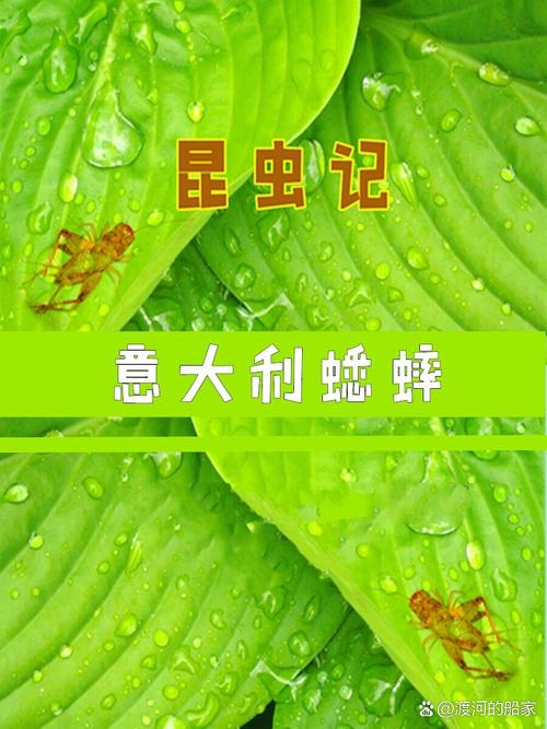 cricket 蟋蟀 的复数形式是什么