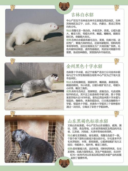 marten 貂 的复数形式是什么