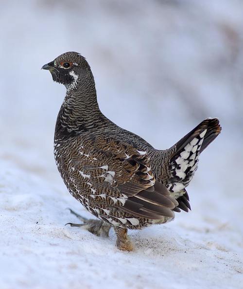 grouse 松鸡 的复数形式是什么