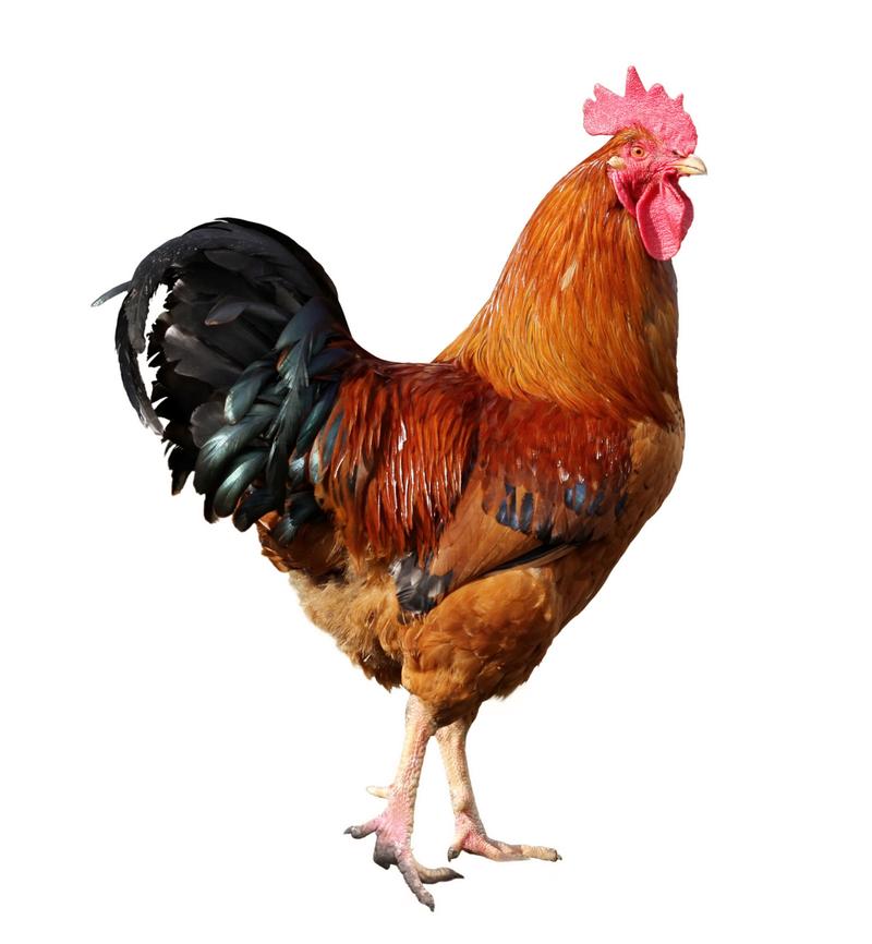 rooster 公鸡 的复数形式是什么